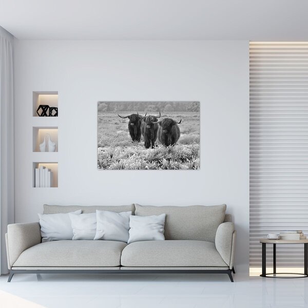 Kép - Skót tehenek (90x60 cm)