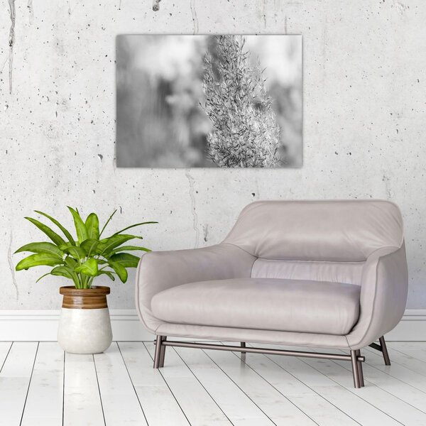 Kép - Boho pampafű (70x50 cm)