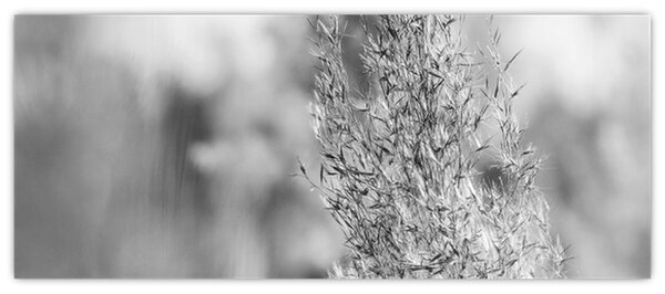 Kép - Boho pampafű (120x50 cm)