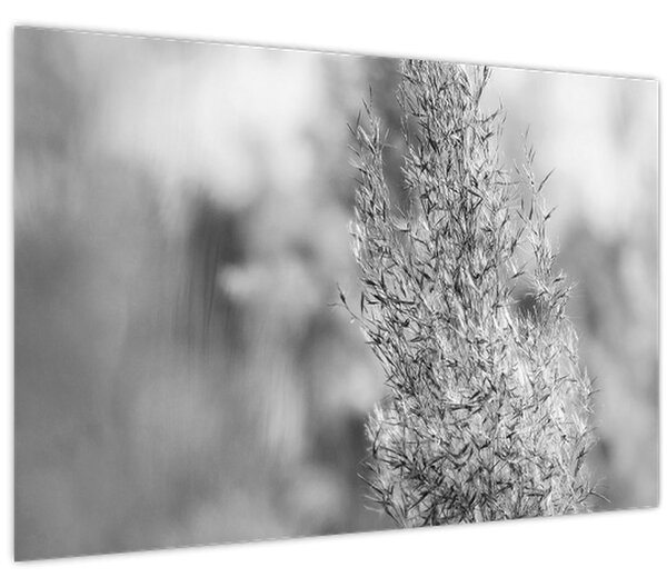 Kép - Boho pampafű (90x60 cm)