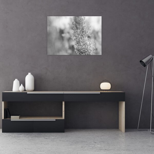Kép - Boho pampafű (70x50 cm)