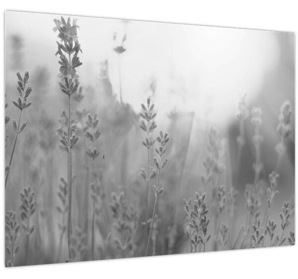 Kép - Levendula (70x50 cm)