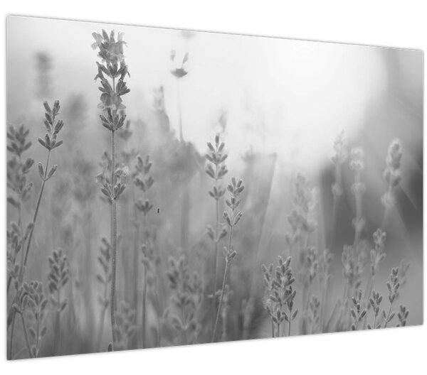 Kép - Levendula (90x60 cm)