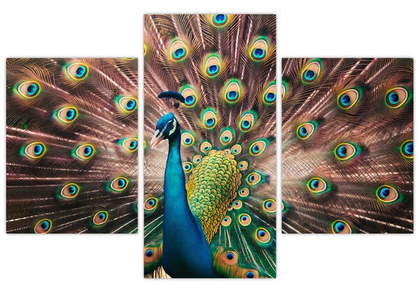 Kép - Páva (90x60 cm)