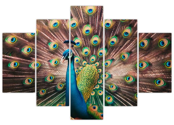 Kép - Páva (150x105 cm)
