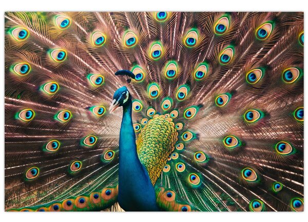 Kép - Páva (90x60 cm)