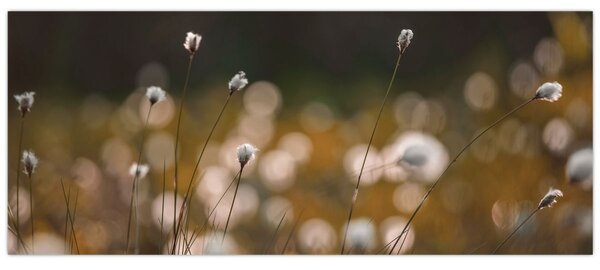 Kép - Gyapotfűvel borított rét N⁰2 (120x50 cm)