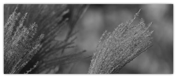 Kép - Szárított pampafű (120x50 cm)