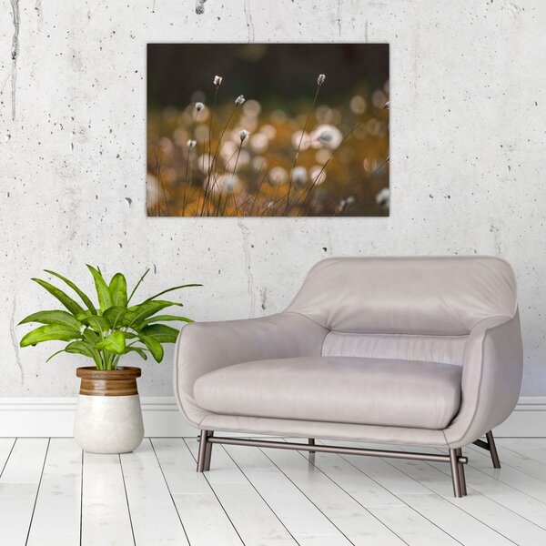 Kép - Gyapotfűvel borított rét N⁰2 (70x50 cm)