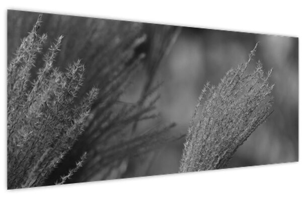 Kép - Szárított pampafű (120x50 cm)