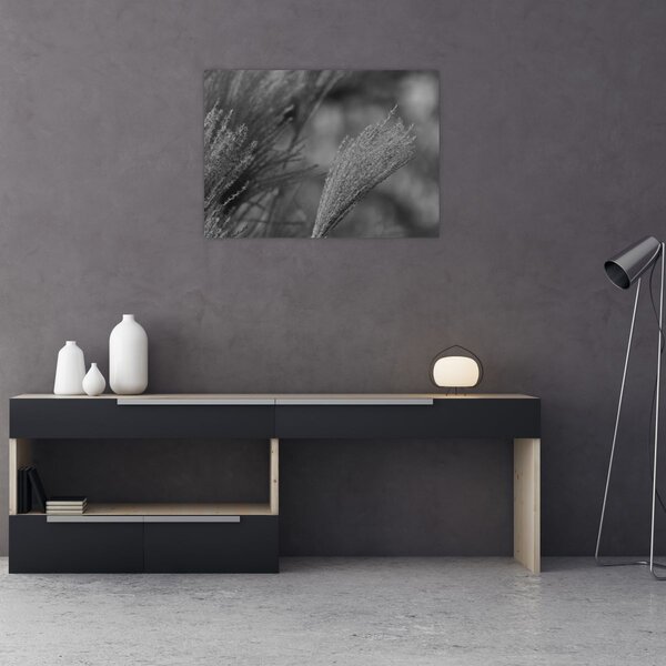 Kép - Szárított pampafű (70x50 cm)