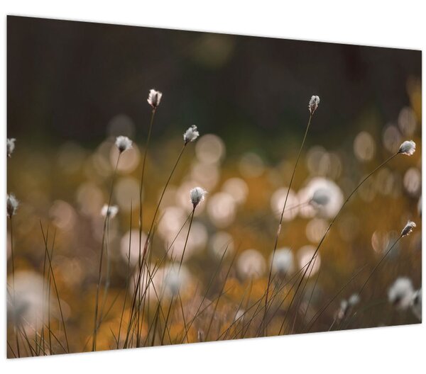 Kép - Gyapotfűvel borított rét N⁰2 (90x60 cm)