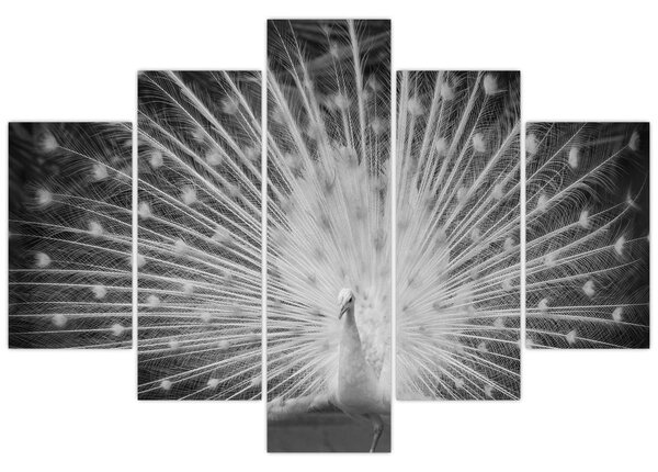 Kép - Fehér páva (150x105 cm)