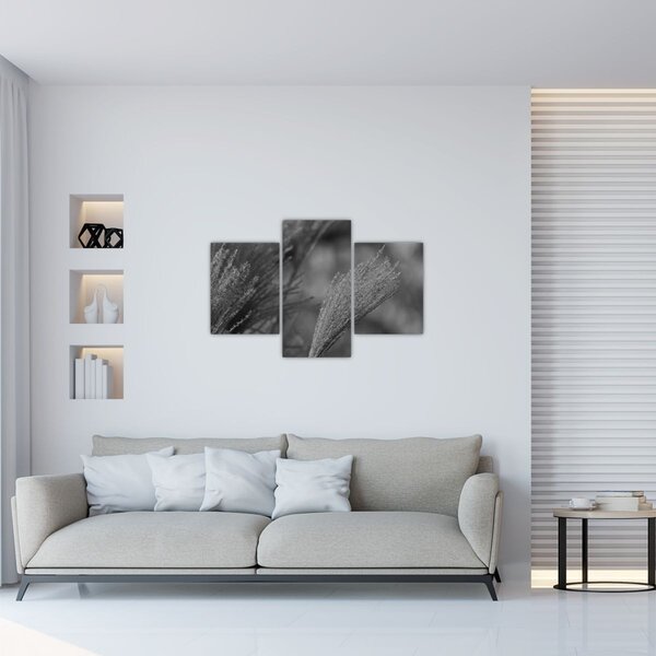 Kép - Szárított pampafű (90x60 cm)