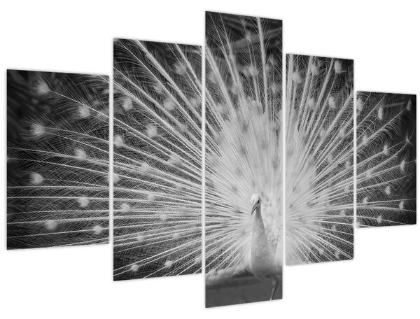 Kép - Fehér páva (150x105 cm)