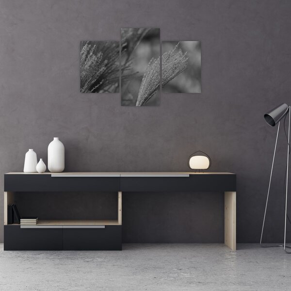 Kép - Szárított pampafű (90x60 cm)