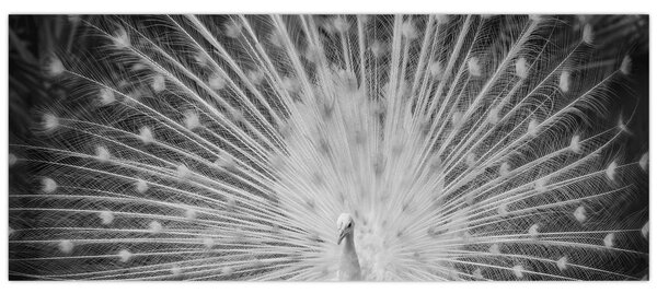 Kép - Fehér páva (120x50 cm)