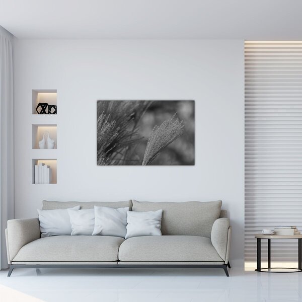 Kép - Szárított pampafű (90x60 cm)
