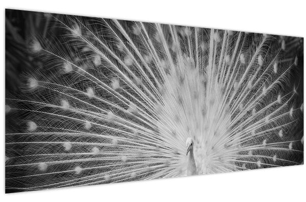 Kép - Fehér páva (120x50 cm)