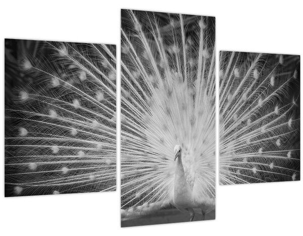 Kép - Fehér páva (90x60 cm)