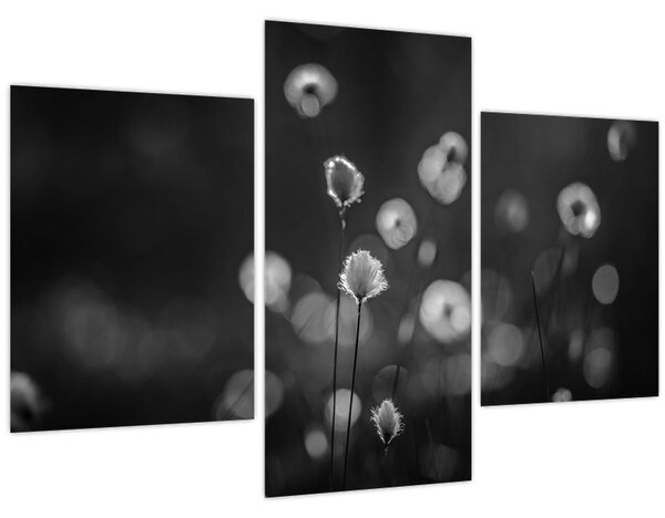 Kép - Pamutfű a réten (90x60 cm)