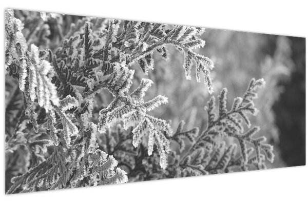 Kép - Lucfenyő erdő (120x50 cm)