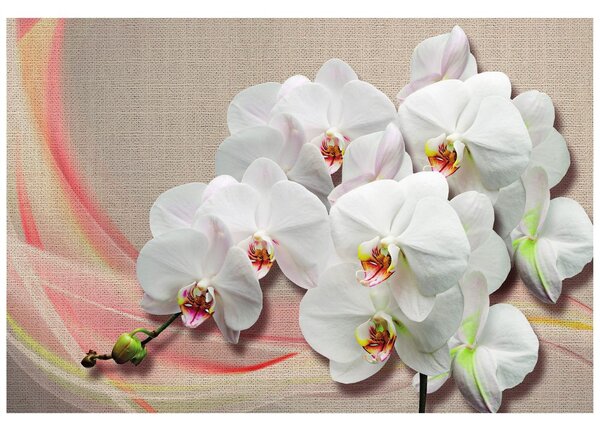 Tapéta fehér orchidea vásznon