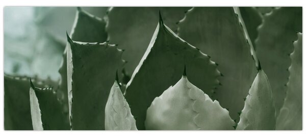 Kép - Zöld agávé (120x50 cm)