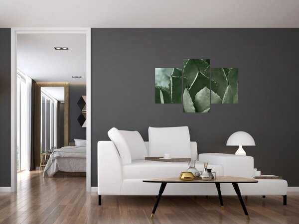 Kép - Zöld agávé (90x60 cm)
