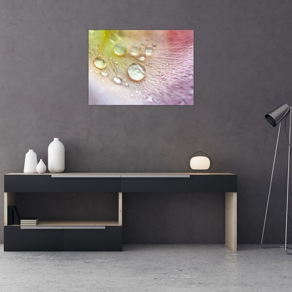Kép - Harmatcseppek (70x50 cm)