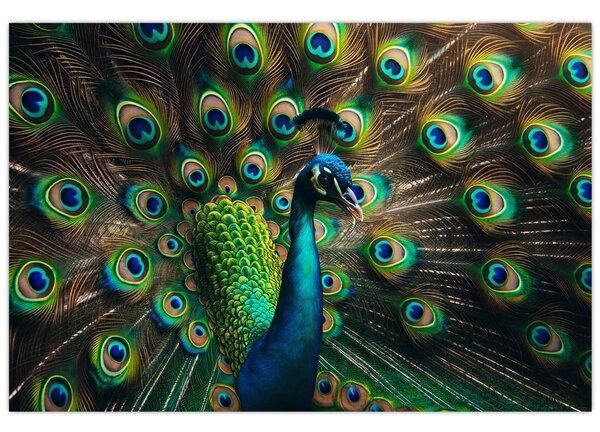 Kép – Pávatoll (90x60 cm)