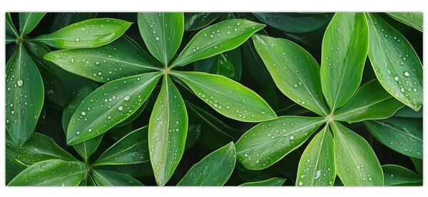 Kép - Levelek harmatcseppekkel (120x50 cm)
