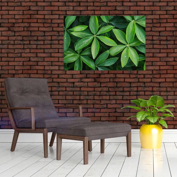 Kép - Levelek harmatcseppekkel (90x60 cm)