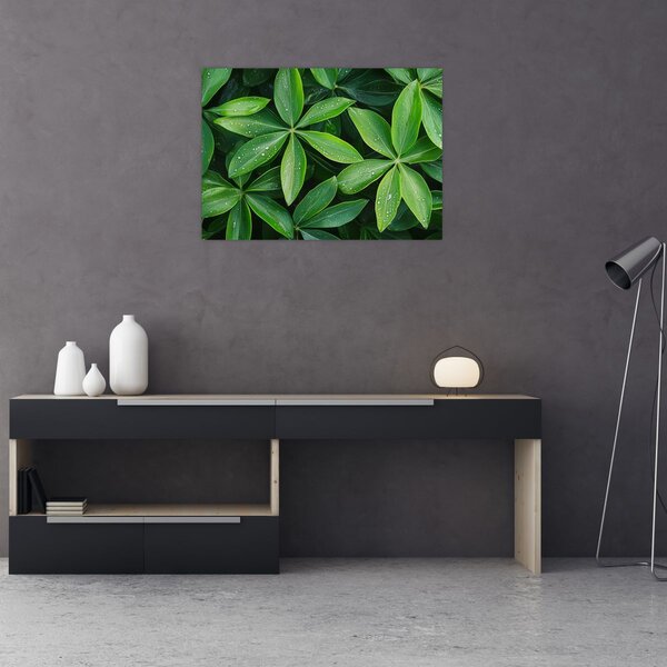 Kép - Levelek harmatcseppekkel (70x50 cm)