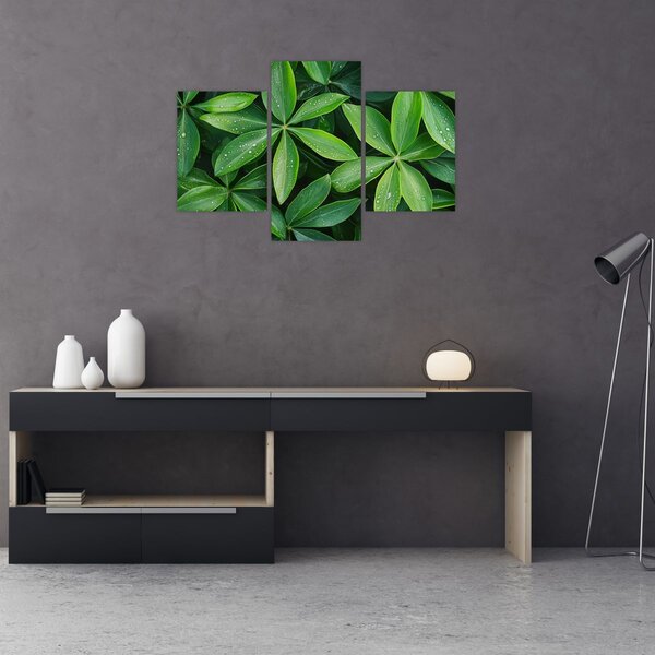 Kép - Levelek harmatcseppekkel (90x60 cm)