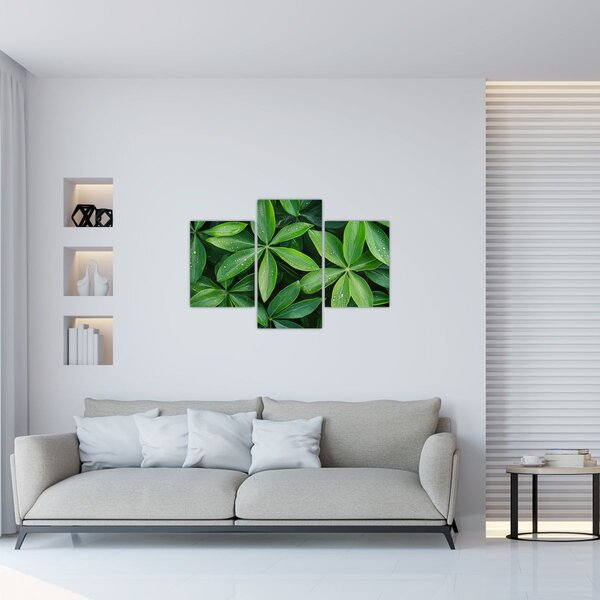 Kép - Levelek harmatcseppekkel (90x60 cm)