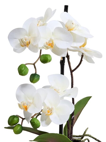 FLORISTA cserepes orchidea, 35 cm