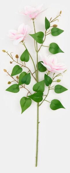 Sinsay - Okrasná rastlina – plamienok - pasztellpink