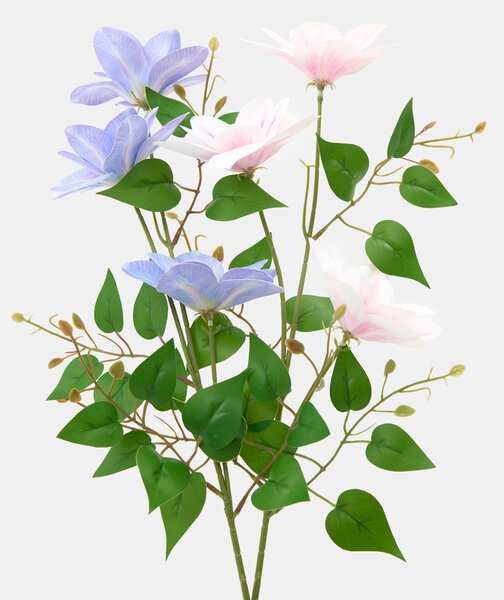 Sinsay - Okrasná rastlina – plamienok - pasztellpink