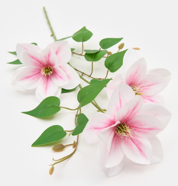 Sinsay - Okrasná rastlina – plamienok - pasztellpink