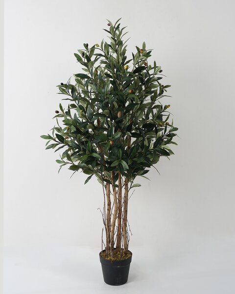 Olive L