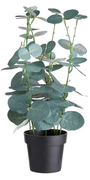 FLORISTA cserepes eukaliptusz 35cm